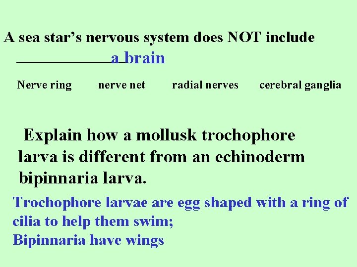 A sea star’s nervous system does NOT include _______ a brain Nerve ring nerve