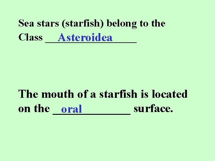 Sea stars (starfish) belong to the Class _________ Asteroidea The mouth of a starfish