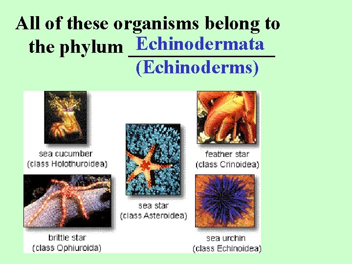 All of these organisms belong to Echinodermata the phylum ________ (Echinoderms) 