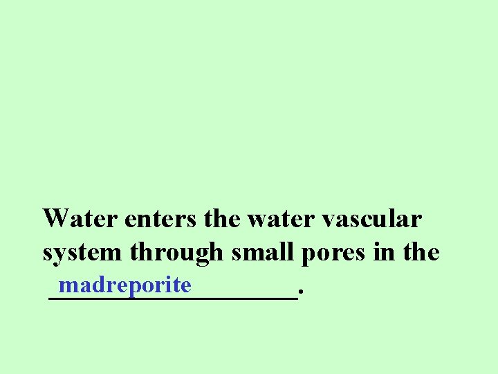 Water enters the water vascular system through small pores in the madreporite _________. 
