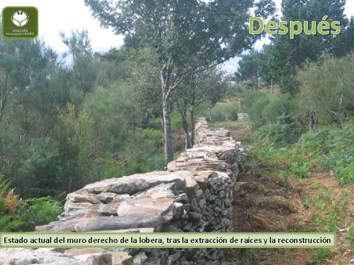 Después Estado actual del muro derecho de la lobera, tras la extracción de raíces