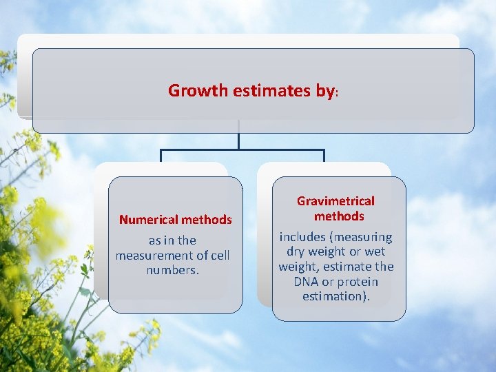 Growth estimates by: Numerical methods as in the measurement of cell numbers. Gravimetrical methods