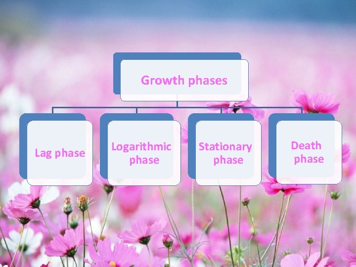 Growth phases Lag phase Logarithmic phase Stationary phase Death phase 