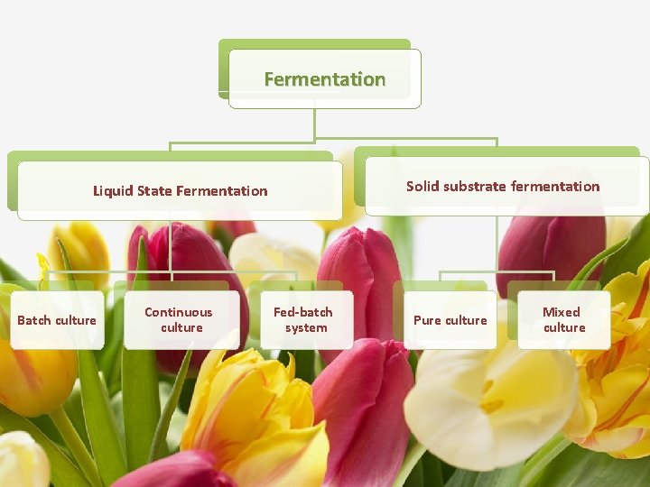 Fermentation Solid substrate fermentation Liquid State Fermentation Batch culture Continuous culture Fed-batch system Pure