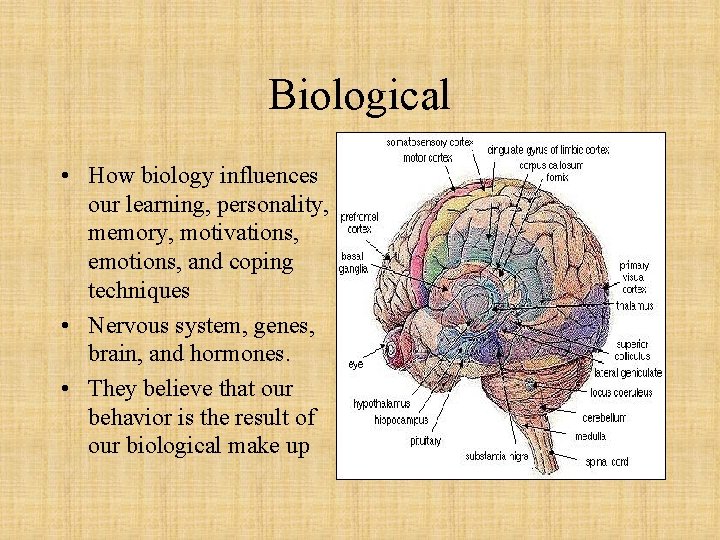 Biological • How biology influences our learning, personality, memory, motivations, emotions, and coping techniques