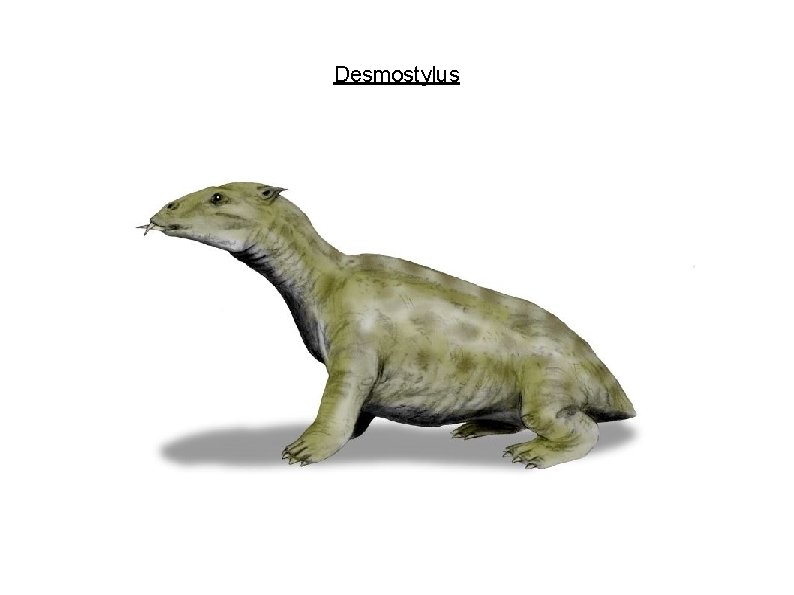 Desmostylus 