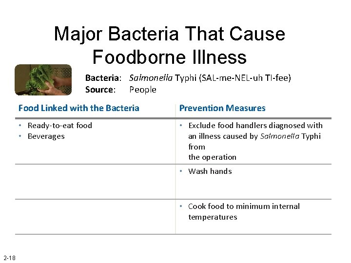 Major Bacteria That Cause Foodborne Illness Bacteria: Salmonella Typhi (SAL-me-NEL-uh TI-fee) Source: People Food