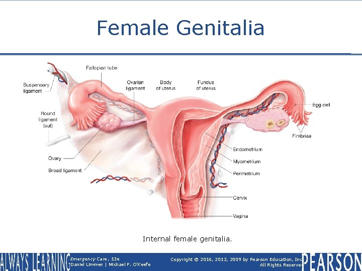 Female Genitalia Internal female genitalia. Emergency Care, 13 e Daniel Limmer | Michael F.