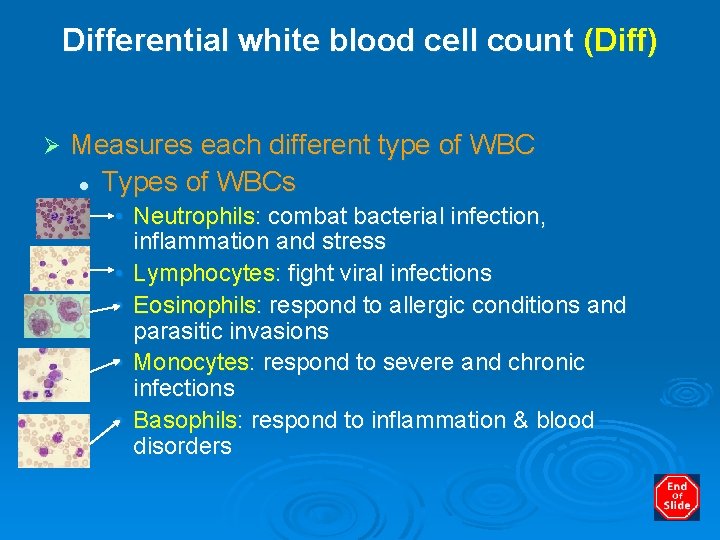 Differential white blood cell count (Diff) Ø Measures each different type of WBC l