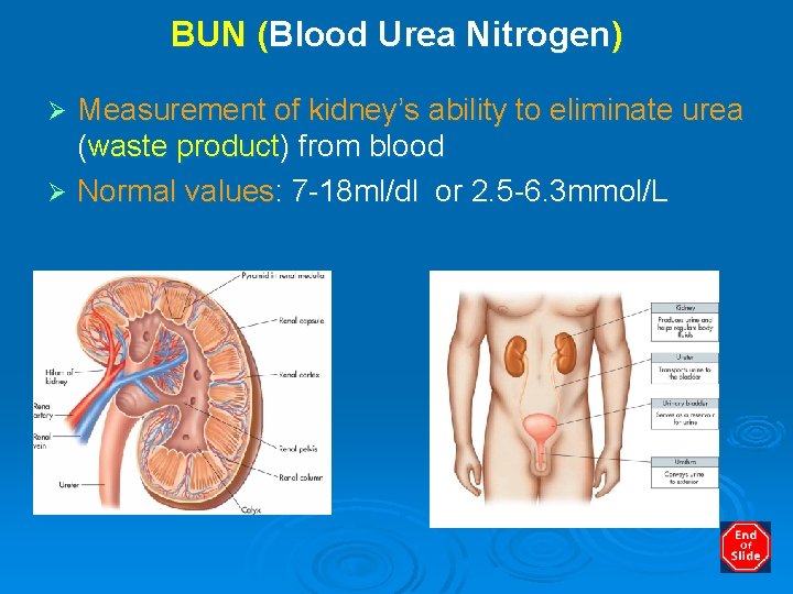 BUN (Blood Urea Nitrogen) Measurement of kidney’s ability to eliminate urea (waste product) from