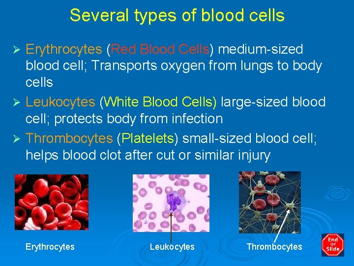 Several types of blood cells Erythrocytes (Red Blood Cells) medium-sized blood cell; Transports oxygen