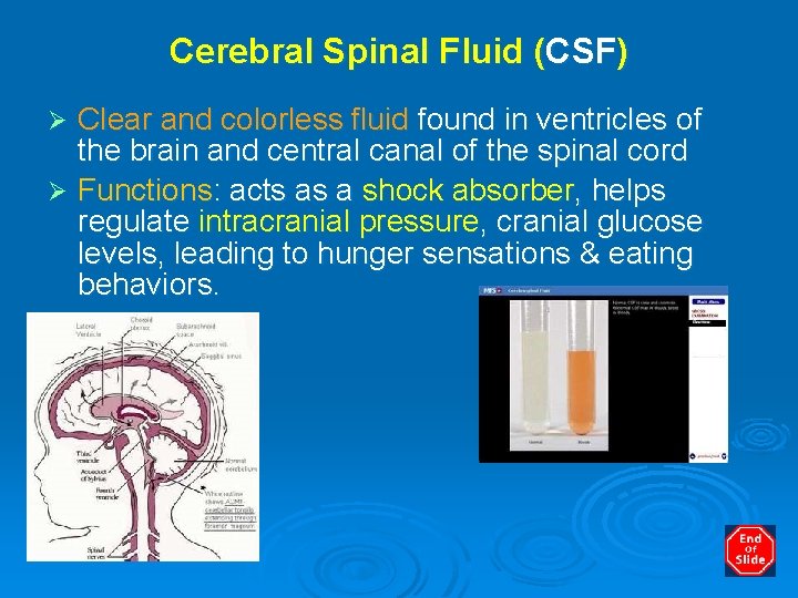 Cerebral Spinal Fluid (CSF) Clear and colorless fluid found in ventricles of the brain