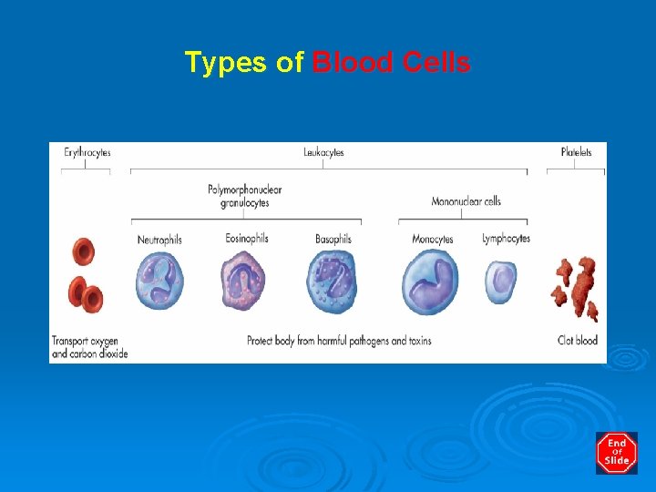 Types of Blood Cells 