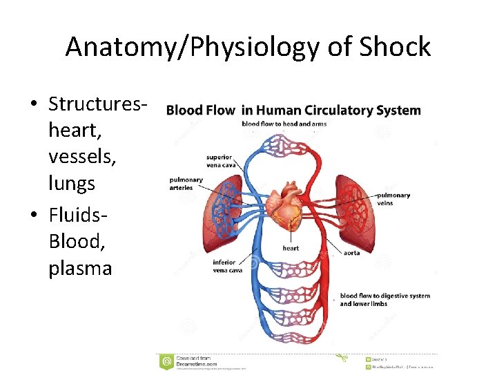 Anatomy/Physiology of Shock • Structuresheart, vessels, lungs • Fluids. Blood, plasma 