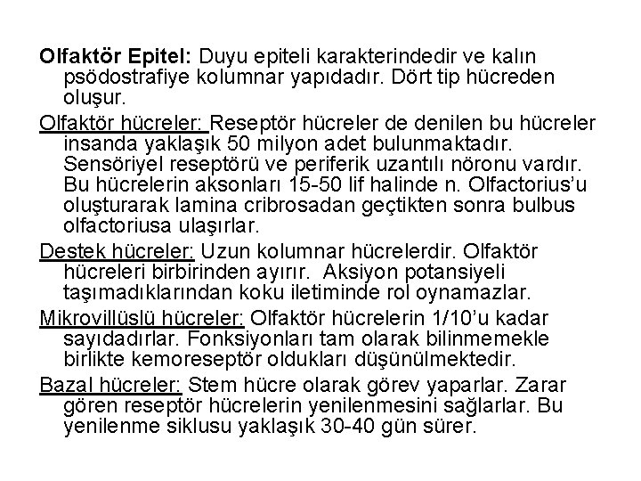 Olfaktör Epitel: Duyu epiteli karakterindedir ve kalın psödostrafiye kolumnar yapıdadır. Dört tip hücreden oluşur.
