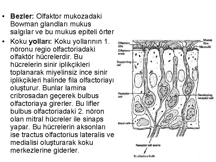  • Bezler: Olfaktor mukozadaki Bowman glandları mukus salgılar ve bu mukus epiteli örter.