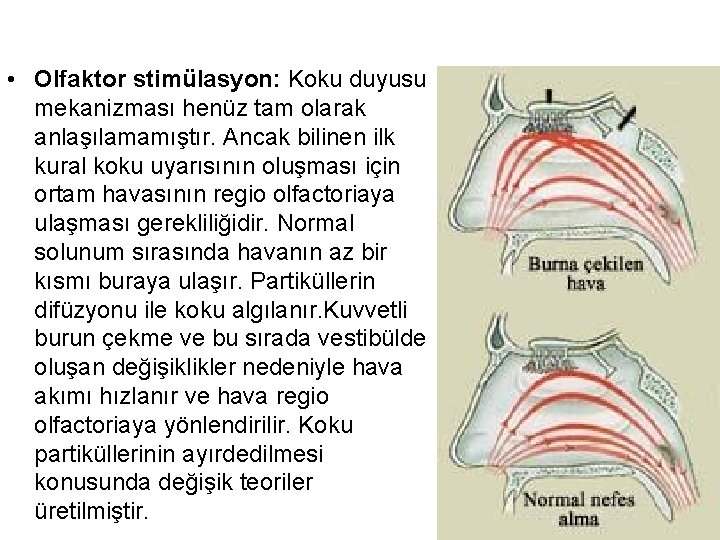  • Olfaktor stimülasyon: Koku duyusu mekanizması henüz tam olarak anlaşılamamıştır. Ancak bilinen ilk