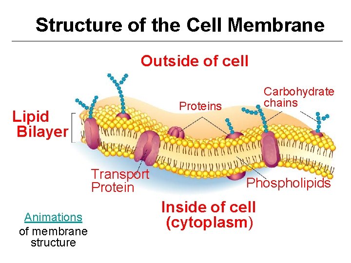 Structure of the Cell Membrane Outside of cell Proteins Lipid Bilayer Transport Protein Animations