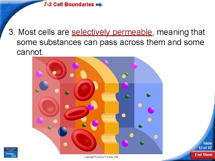 7 -3 Cell Boundaries 3. Most cells are selectively permeable, meaning that some substances