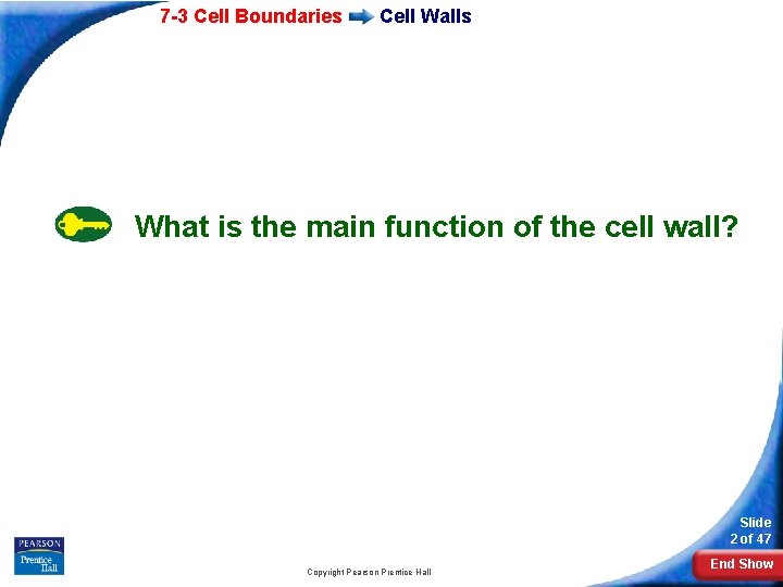 7 -3 Cell Boundaries Cell Walls What is the main function of the cell