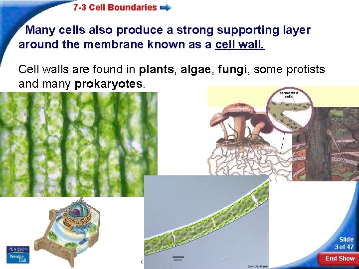 7 -3 Cell Boundaries Many cells also produce a strong supporting layer around the