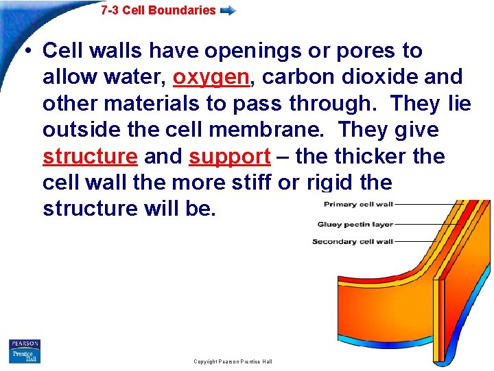 7 -3 Cell Boundaries • Cell walls have openings or pores to allow water,