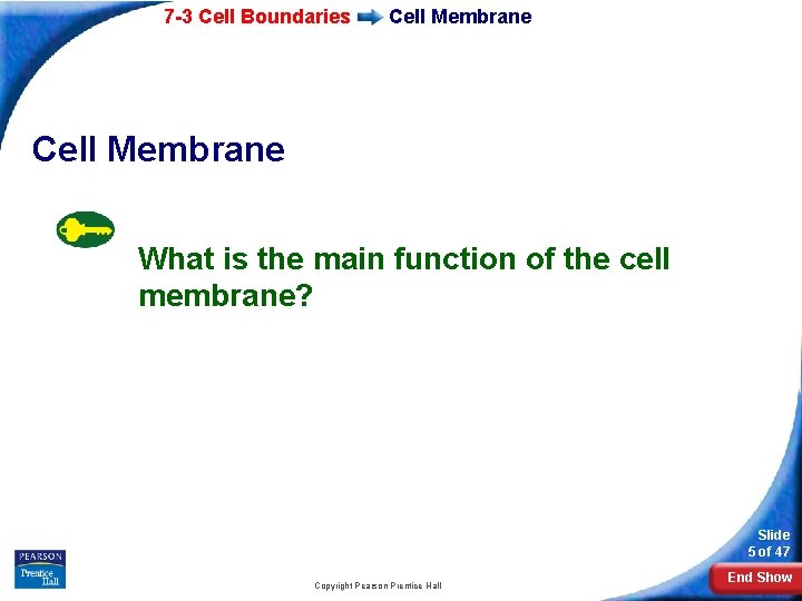 7 -3 Cell Boundaries Cell Membrane What is the main function of the cell