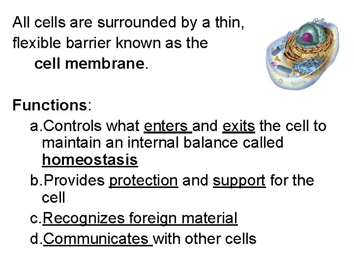 All cells are surrounded by a thin, flexible barrier known as the cell membrane.