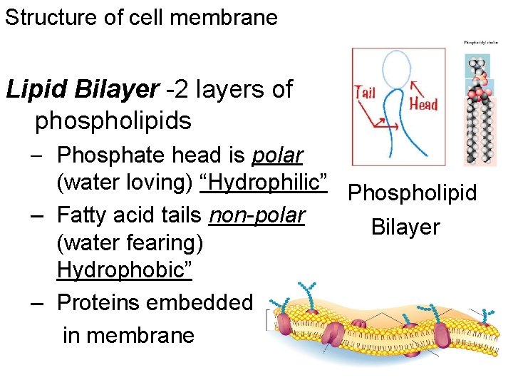 Structure of cell membrane Lipid Bilayer -2 layers of phospholipids – Phosphate head is