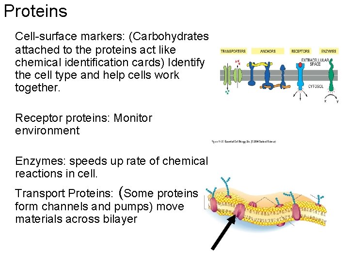 Proteins Cell-surface markers: (Carbohydrates attached to the proteins act like chemical identification cards) Identify