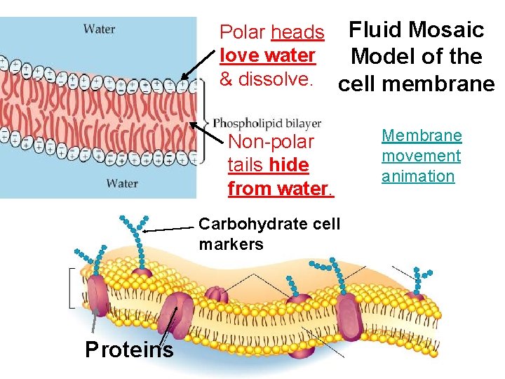 Polar heads Fluid Mosaic love water Model of the & dissolve. cell membrane Non-polar