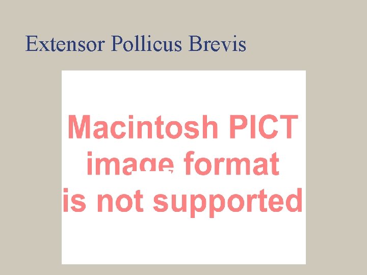 Extensor Pollicus Brevis 