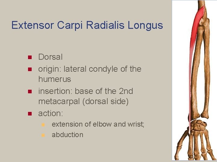 Extensor Carpi Radialis Longus n n Dorsal origin: lateral condyle of the humerus insertion: