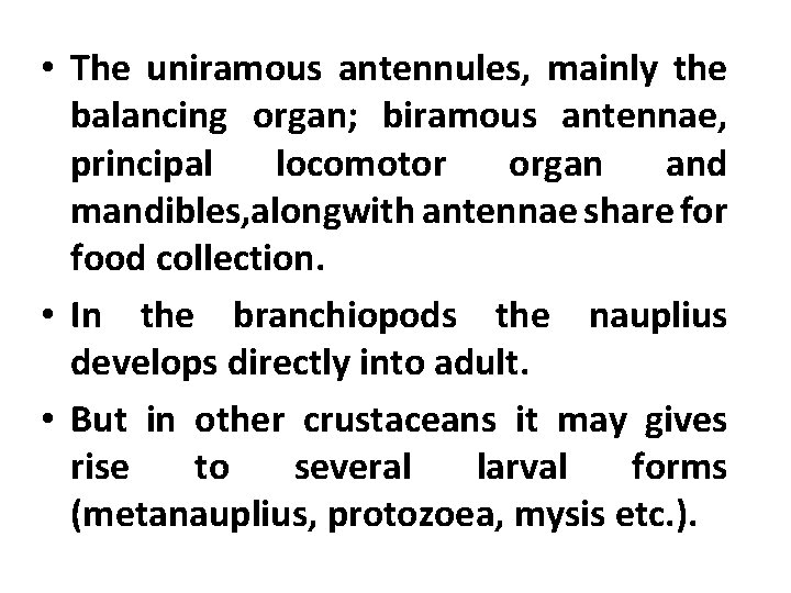  • The uniramous antennules, mainly the balancing organ; biramous antennae, principal locomotor organ