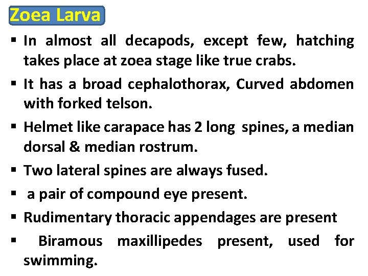 Zoea Larva § In almost all decapods, except few, hatching takes place at zoea