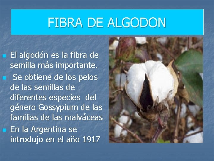 FIBRA DE ALGODON n n n El algodón es la fibra de semilla más