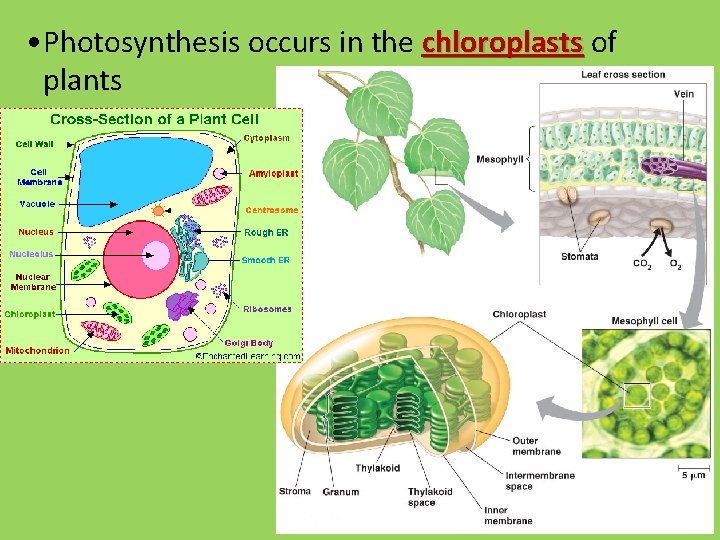  • Photosynthesis occurs in the chloroplasts of plants 