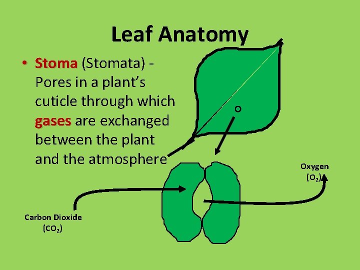 Leaf Anatomy • Stoma (Stomata) Pores in a plant’s cuticle through which gases are