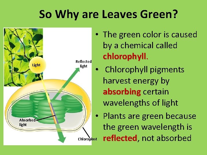 So Why are Leaves Green? Light Absorbed light • The green color is caused