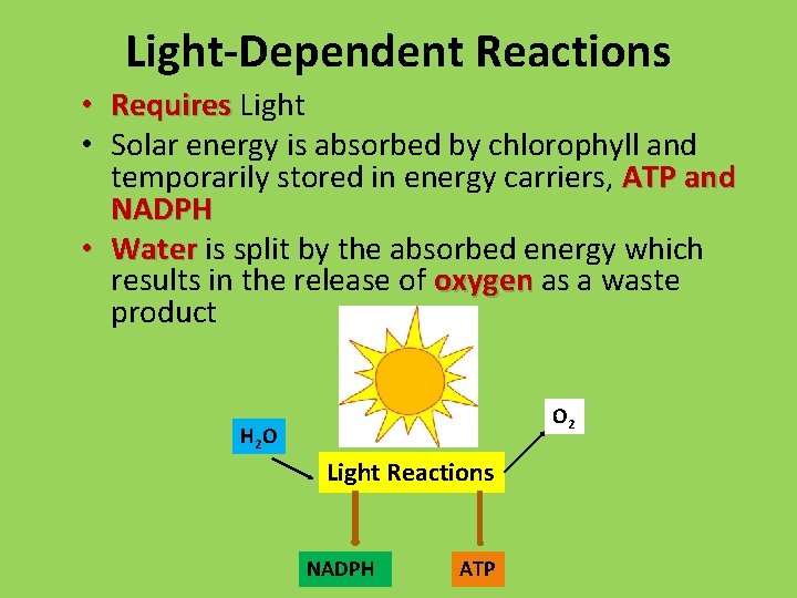 Light-Dependent Reactions • Requires Light • Solar energy is absorbed by chlorophyll and temporarily