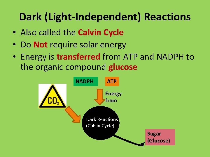 Dark (Light-Independent) Reactions • Also called the Calvin Cycle • Do Not require solar