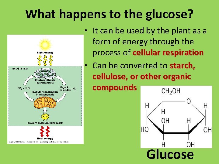 What happens to the glucose? • It can be used by the plant as