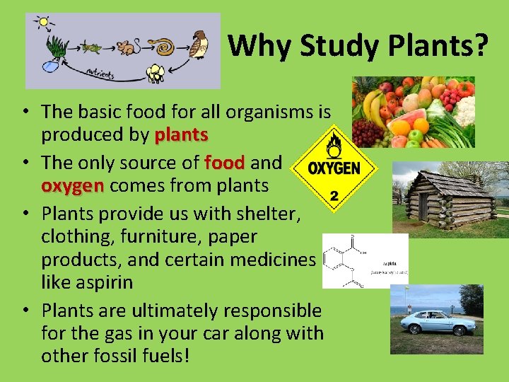 Why Study Plants? • The basic food for all organisms is produced by plants