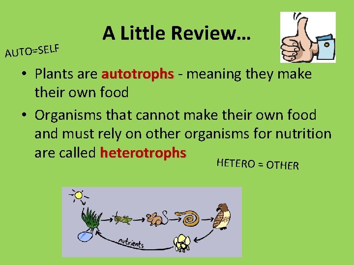 AUTO=SELF A Little Review… • Plants are autotrophs - meaning they make their own