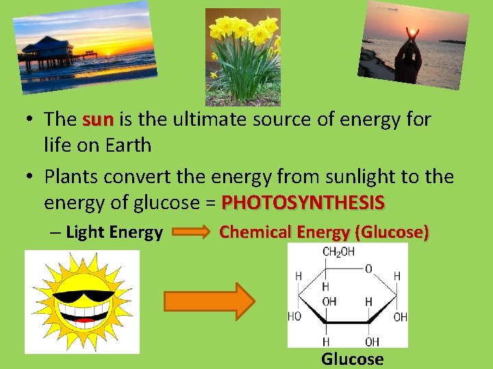  • The sun is the ultimate source of energy for life on Earth