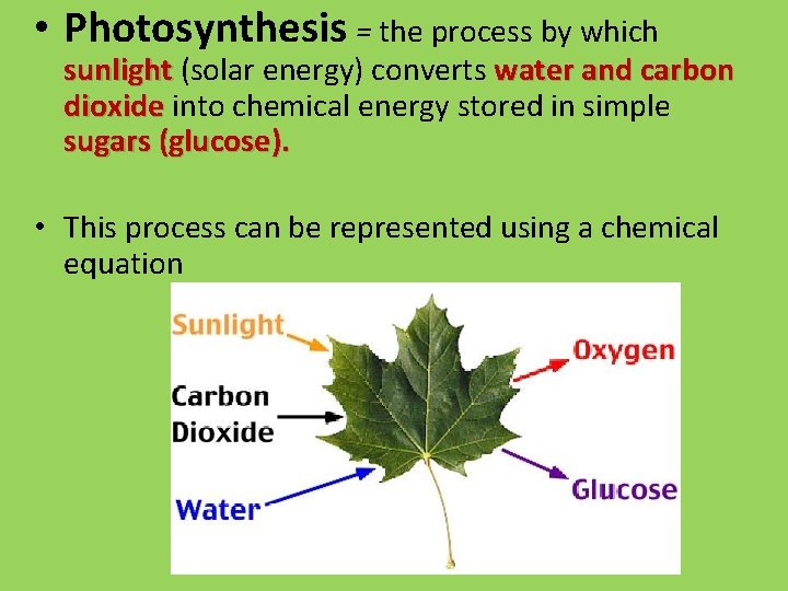  • Photosynthesis = the process by which sunlight (solar energy) converts water and