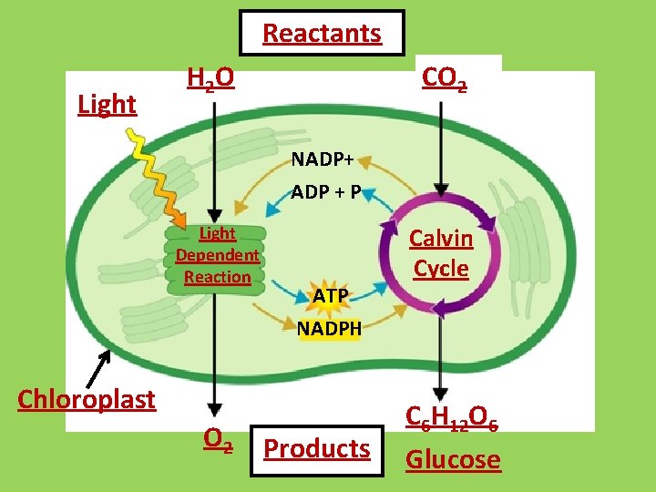 Reactants Light H 2 O CO 2 NADP+ ADP + P Light Dependent Reaction