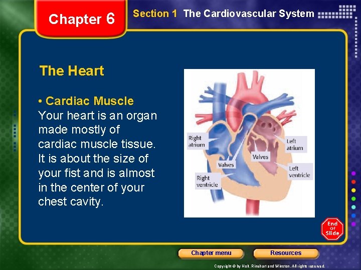 Chapter 6 Section 1 The Cardiovascular System The Heart • Cardiac Muscle Your heart