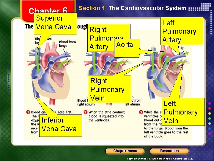 Chapter 6 Superior Vena Cava Section 1 The Cardiovascular System Right Pulmonary Artery Aorta