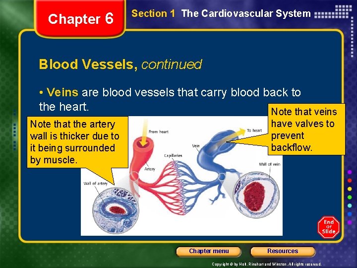 Chapter 6 Section 1 The Cardiovascular System Blood Vessels, continued • Veins are blood